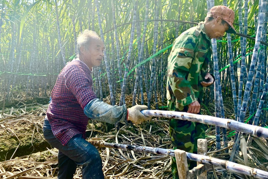 叮咚買菜啟動“綠水青山”計劃 助力鄉村振興共走富裕路